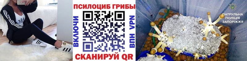 купить  сайты  Вологда  Псилоцибиновые грибы Psilocybine cubensis 